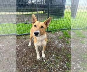 Mutt Dogs for adoption in Abbeville, LA, USA