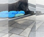 Small Labrador Retriever Mix