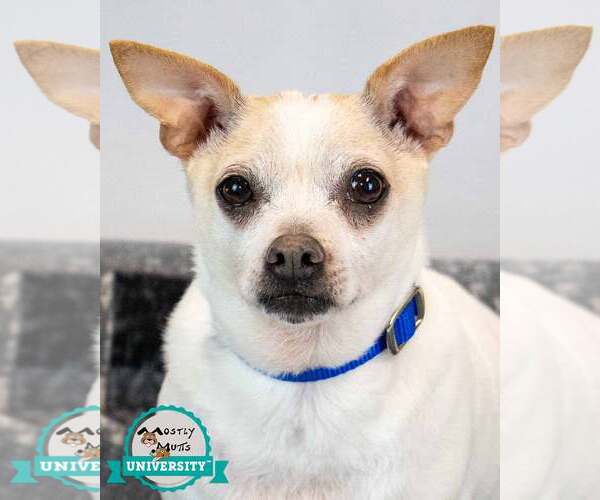 Medium Photo #1 Chihuahua-Unknown Mix Puppy For Sale in Kennesaw, GA, USA