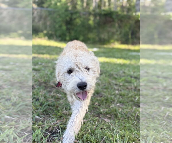 Medium Photo #2 Mutt Puppy For Sale in Valrico, FL, USA