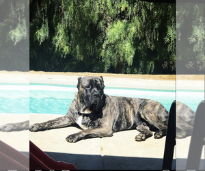Cane Corso Dogs for adoption in MURRIETA, CA, USA