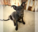Small #8 American Staffordshire Terrier-German Shepherd Dog Mix