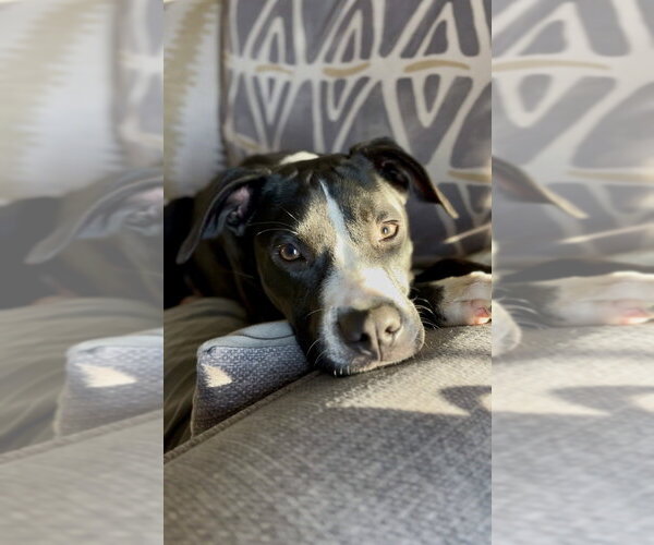 Medium Photo #22 Mutt Puppy For Sale in Mooresville, NC, USA