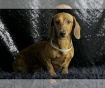 Puppy Tigger ACA Dachshund