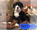 Small Photo #3 American Bully Puppy For Sale in SALEM, IL, USA
