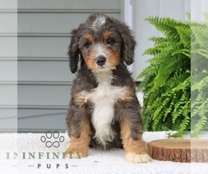Bernedoodle (Miniature) Puppy for sale in NARVON, PA, USA