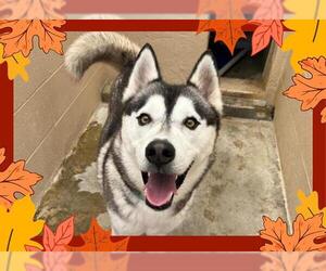 Siberian Husky Dogs for adoption in Ojai, CA, USA