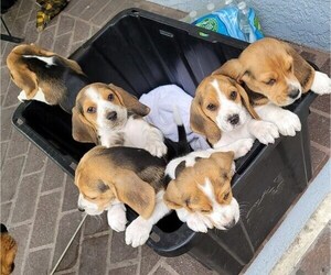 Beagle Puppy for sale in VICTORVILLE, CA, USA