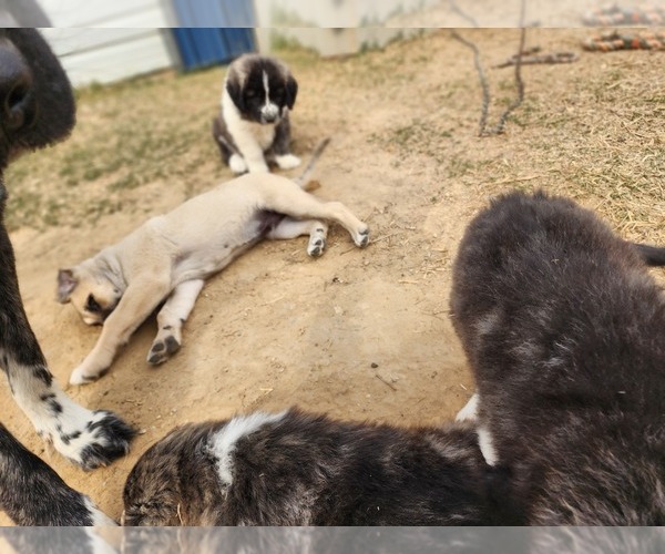 Medium Photo #3 Anatolian Shepherd Puppy For Sale in CUMBY, TX, USA