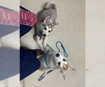 Small Photo #16 Alaskan Malamute Puppy For Sale in HERRIMAN, UT, USA