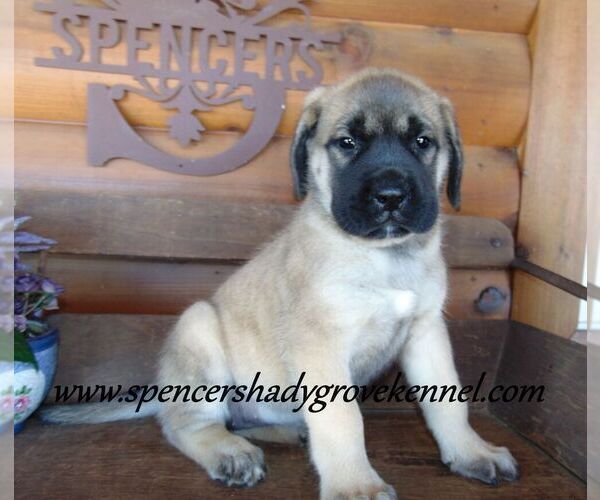 Medium Photo #8 Mastiff Puppy For Sale in CABOOL, MO, USA