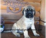Small #7 Mastiff