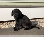 Small Photo #3 Labrador Retriever Puppy For Sale in READING, PA, USA