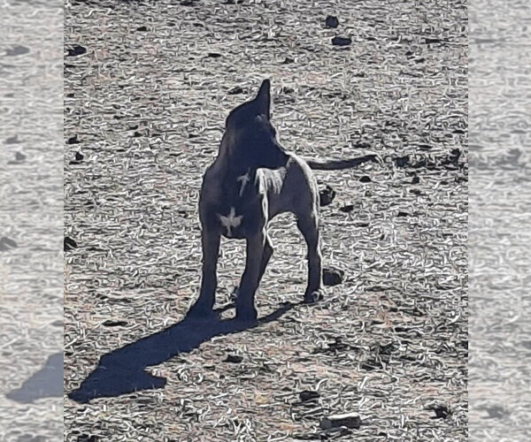 Medium Photo #4 German Shepherd Dog-Unknown Mix Puppy For Sale in Imlay City, MI, USA