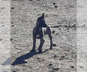 Animaniacs Litter - Mindi - Located in El Paso, TX - Female German Shepherd Dog-Unknown Mix Dog for Adoption - Photo #4