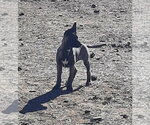 Small Photo #4 German Shepherd Dog-Unknown Mix Puppy For Sale in Imlay City, MI, USA