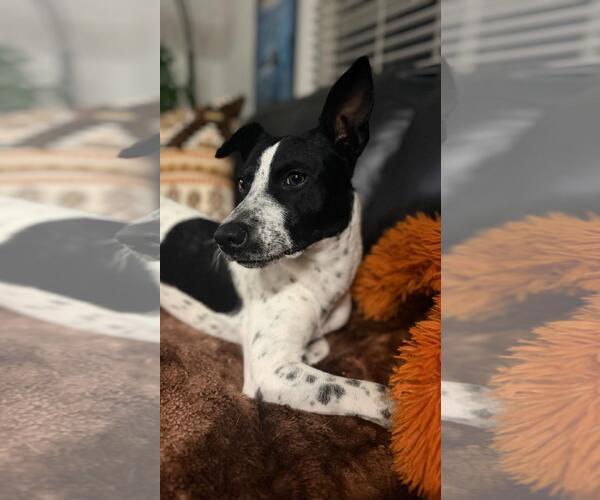 Medium Photo #1 Red Heeler-Unknown Mix Puppy For Sale in The Woodlands, TX, USA