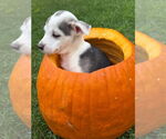 Small #3 Siberian Husky Mix