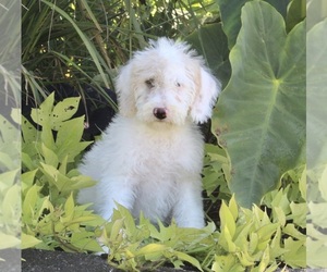 Labradoodle Puppy for sale in FREDERICKSBURG, OH, USA