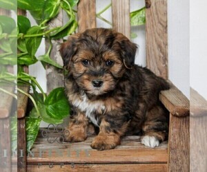 Poovanese Puppy for sale in LEOLA, PA, USA