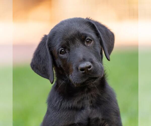 Medium Photo #1 Labrador Retriever-Unknown Mix Puppy For Sale in San Diego, CA, USA