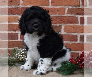 Cock-A-Poo-Cocker Spaniel Mix Puppy for sale in LEWISBURG, PA, USA