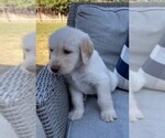 Small Photo #3 Labradoodle Puppy For Sale in MARBLE FALLS, TX, USA