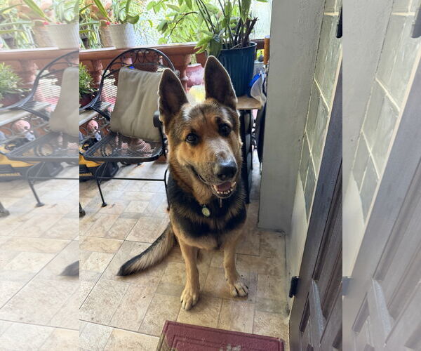 Medium Photo #2 German Shepherd Dog Puppy For Sale in Plantation, FL, USA