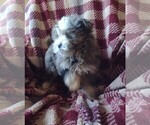 Small Photo #3 Bernedoodle (Miniature) Puppy For Sale in PARKER, PA, USA