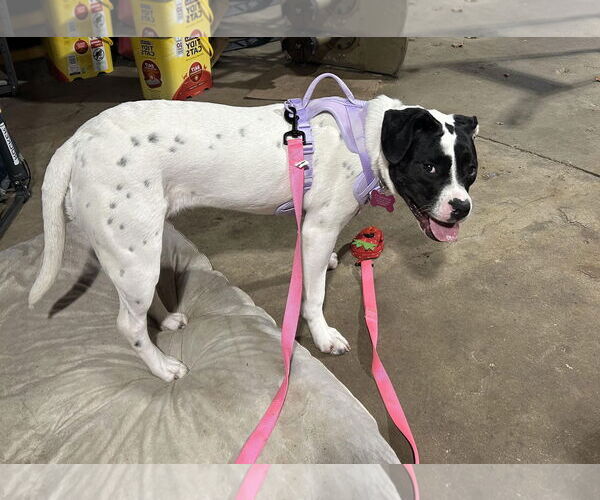 Medium Photo #7 Lab-Pointer Puppy For Sale in Princeton, MN, USA