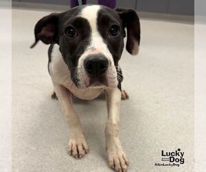 Dakota - Female Lab-Pointer Dog for Adoption - Photo #3