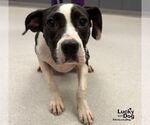 Small #2 Lab-Pointer