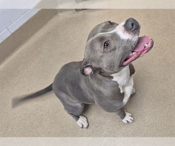 Medium Photo #1 Mutt Puppy For Sale in Decatur, IL, USA