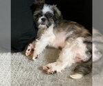 Small #3 Shih Tzu Mix