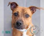 Small Photo #4 Boxer-Unknown Mix Puppy For Sale in Omaha, NE, USA