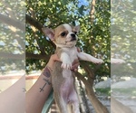 Small #15 Chihuahua