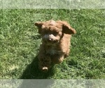 Small #8 Cockapoo