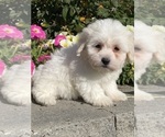 Small #3 Coton de Tulear