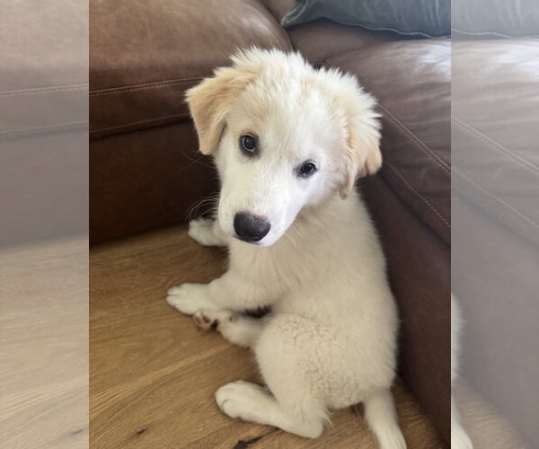 Medium Photo #3 Great Pyrenees Puppy For Sale in Dallas, TX, USA