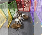 Small Photo #8 Bulldog Puppy For Sale in BELTON, MO, USA
