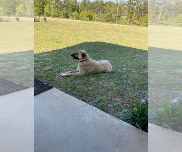 Medium Photo #3 Anatolian Shepherd Puppy For Sale in Higley, AZ, USA