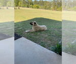 Small #2 Anatolian Shepherd