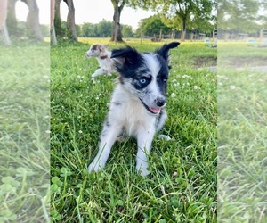 Australian Shepherd Puppy for sale in LEWISBURG, TN, USA