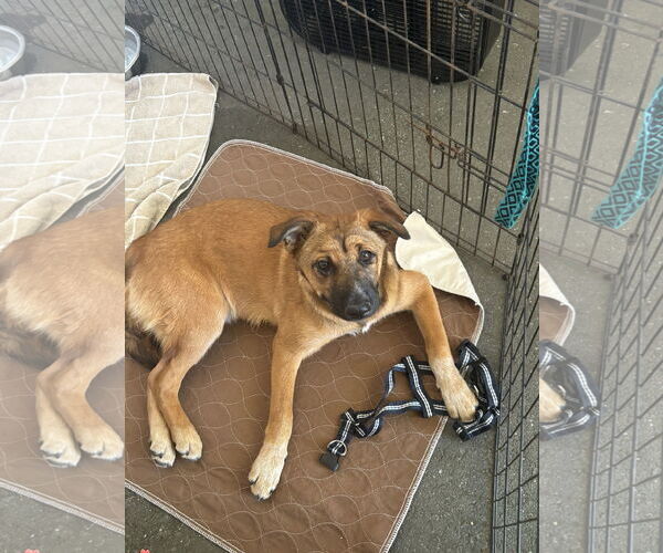 Medium Photo #3 Siberian Husky-Unknown Mix Puppy For Sale in Hayward, CA, USA