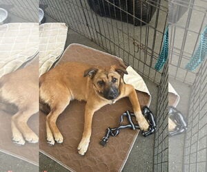 Bowser - Male Siberian Husky-Unknown Mix Dog for Adoption - Photo #3