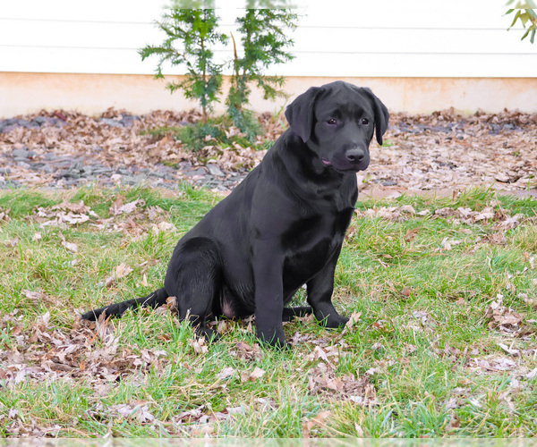 Medium Photo #9 Labrador Retriever Puppy For Sale in SYRACUSE, IN, USA