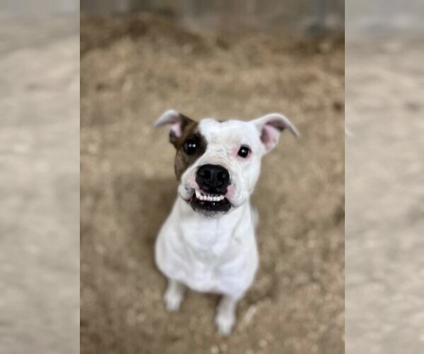 Medium Photo #1 Boxer Puppy For Sale in Maryville, TN, USA
