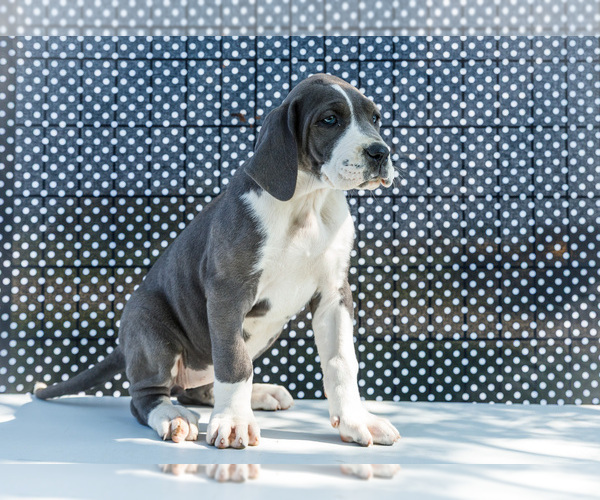 Medium Photo #8 Great Dane Puppy For Sale in WAKARUSA, IN, USA
