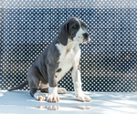 Small #7 Great Dane