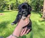 Small Photo #36 Golden Mountain Doodle  Puppy For Sale in BROKEN ARROW, OK, USA